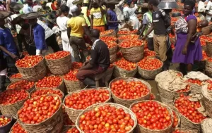 How Tomatoes Have Become The New Gold